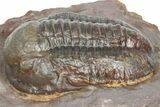 Inflated Proetid Trilobite - Jorf, Morocco #362850-3